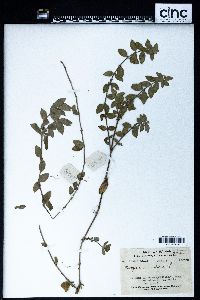 Hedyotis auricularia image