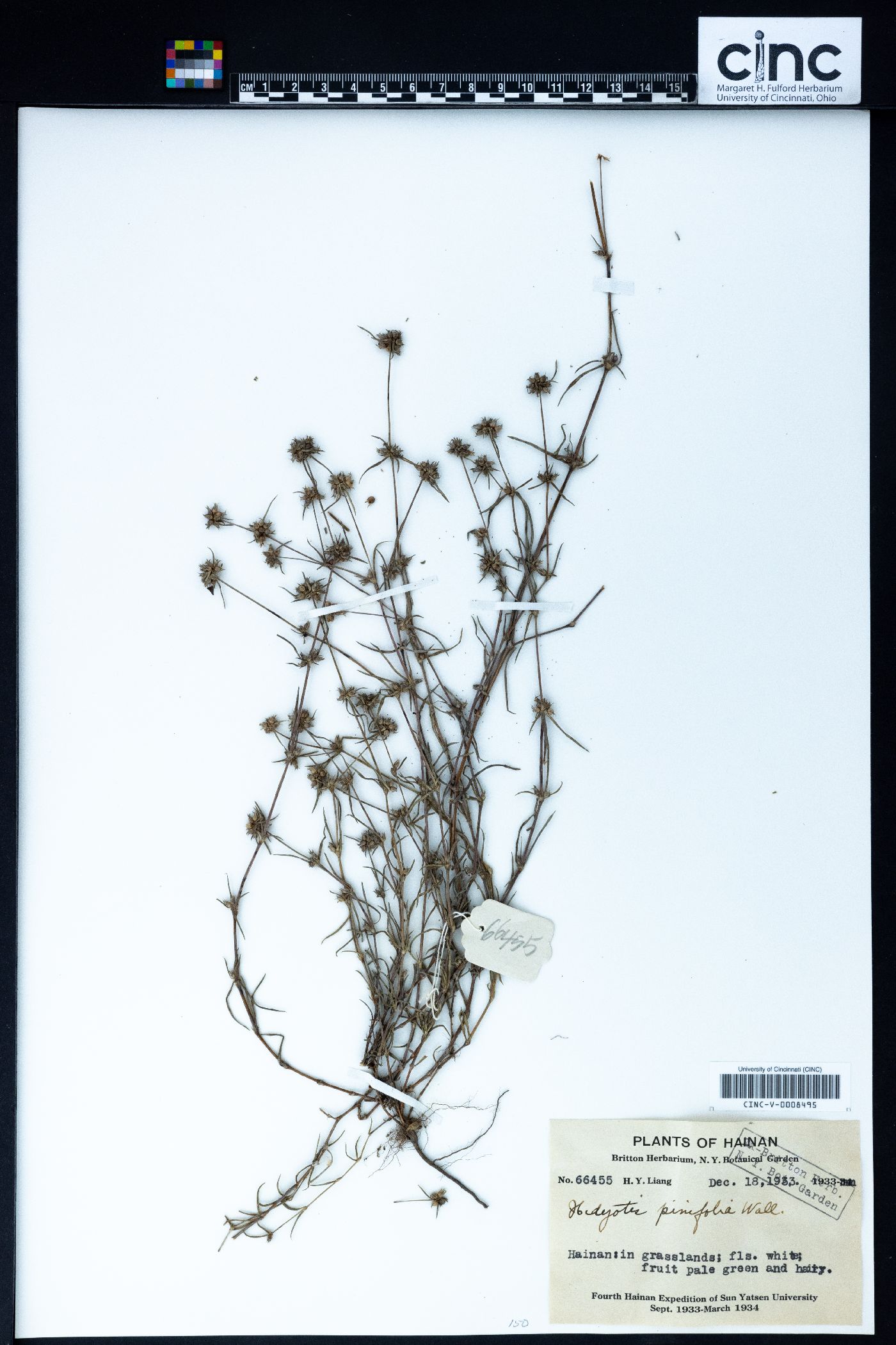Hedyotis pinifolia image