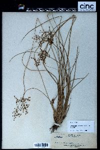 Fimbristylis littoralis image