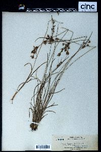 Fimbristylis annua image