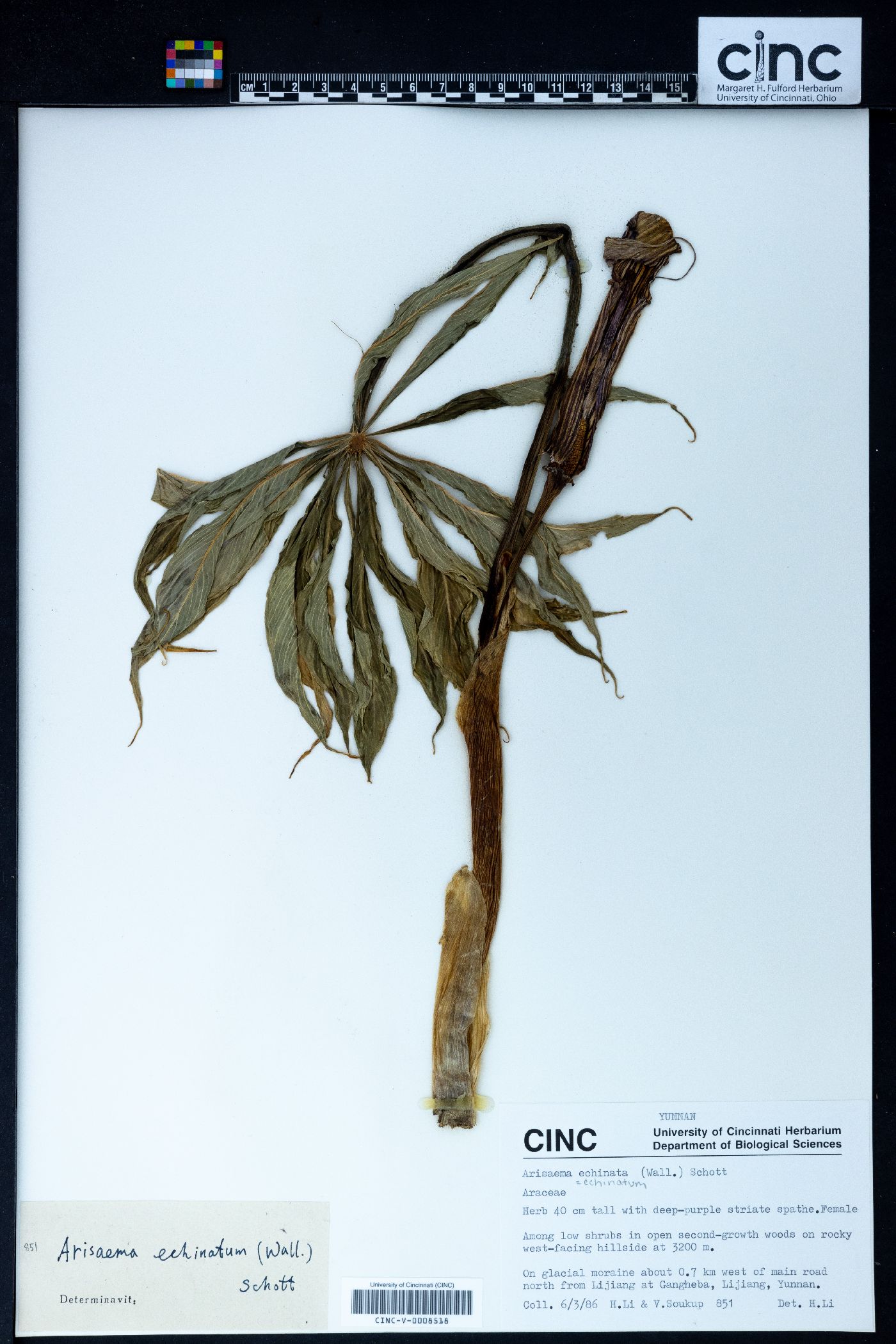 Arisaema echinatum image