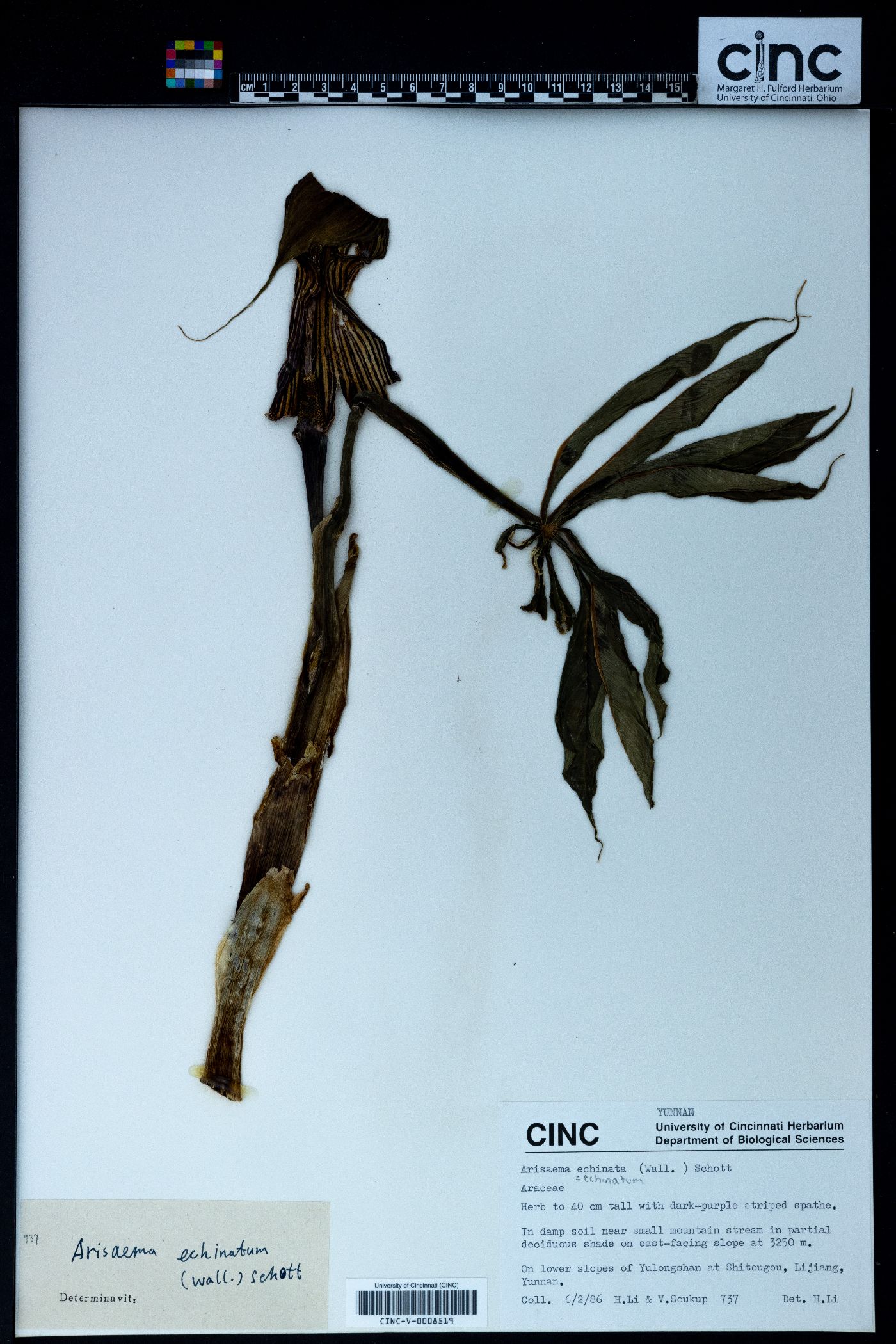 Arisaema echinatum image