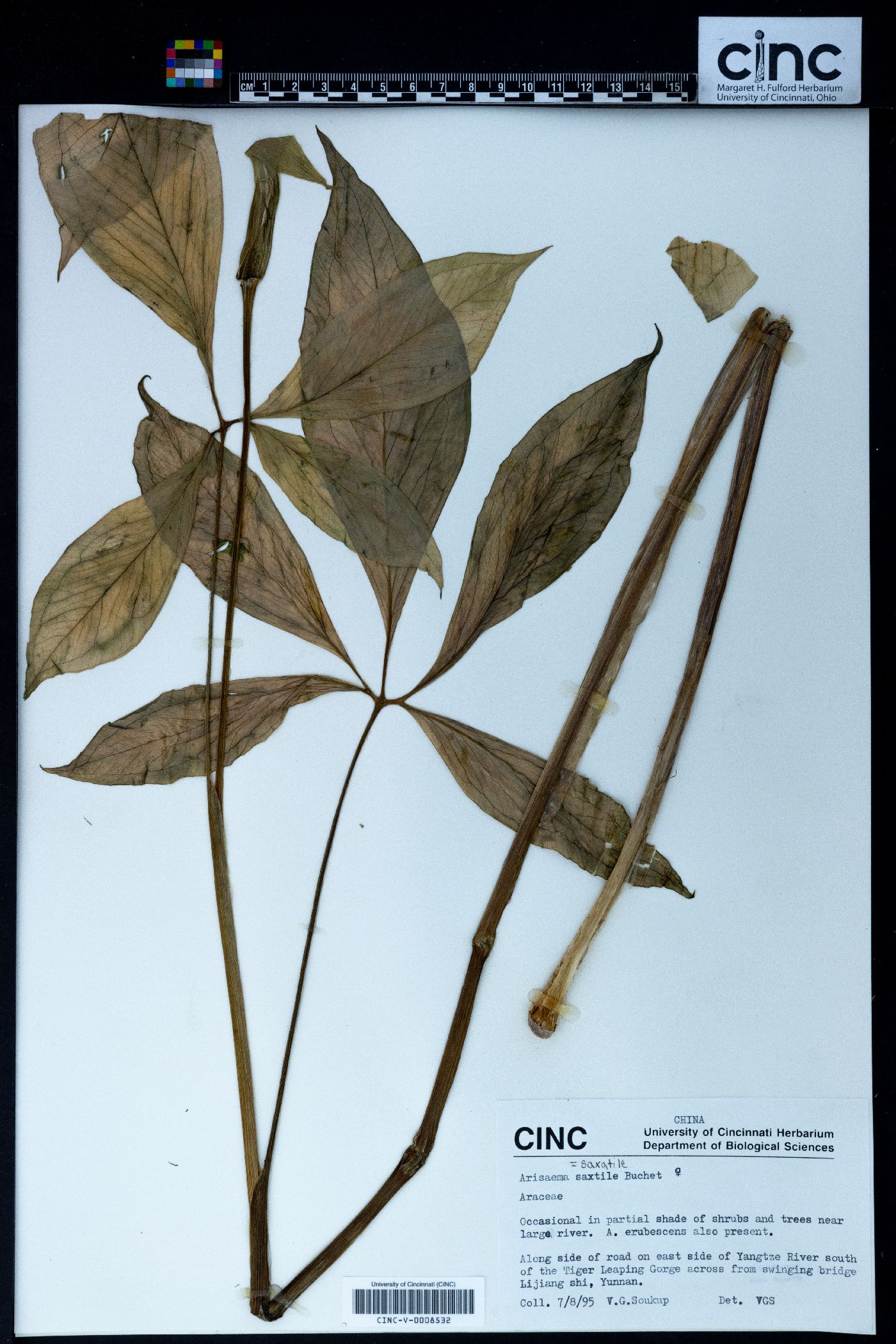 Arisaema saxatile image