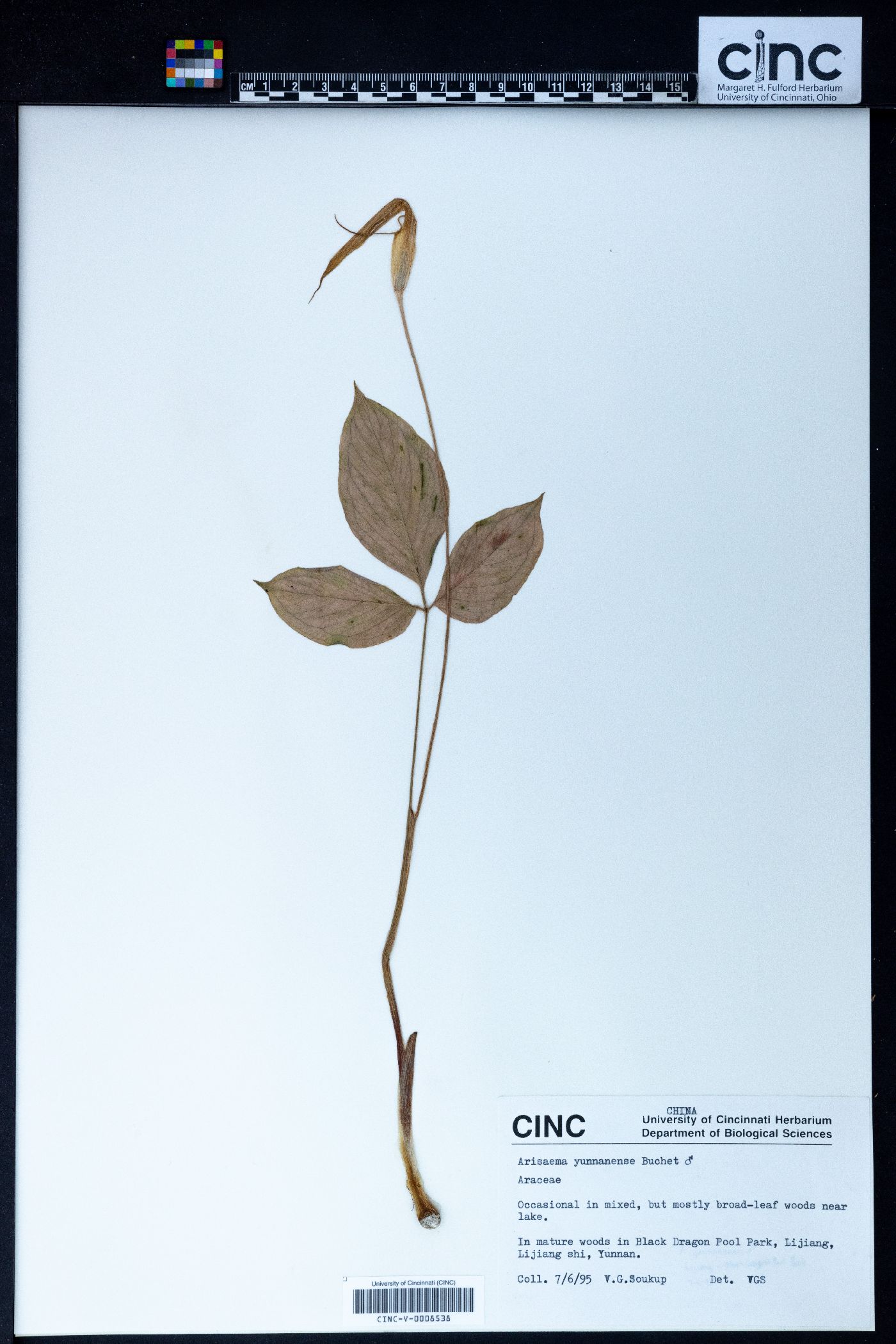 Arisaema yunnanense image