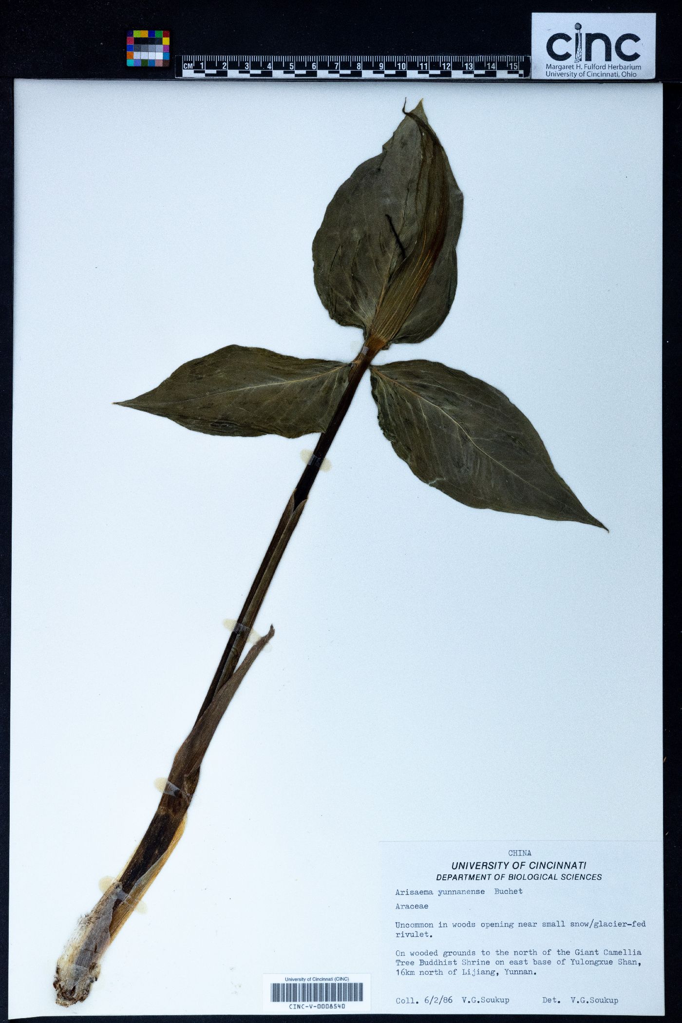 Arisaema yunnanense image