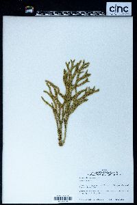 Lycopodium cernuum image