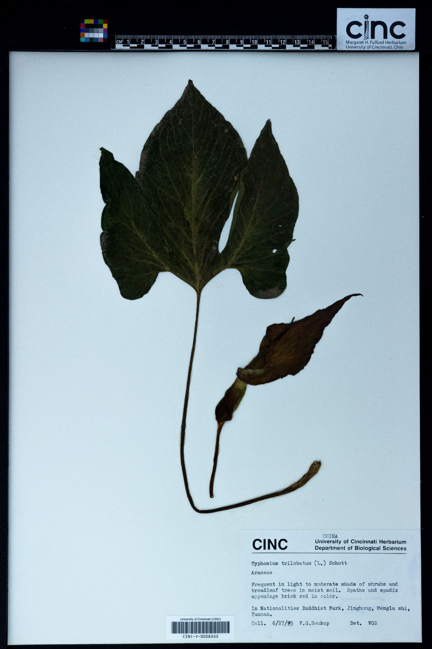 Typhonium image