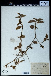 Commelina benghalensis image