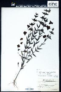 Agalinis auriculata image