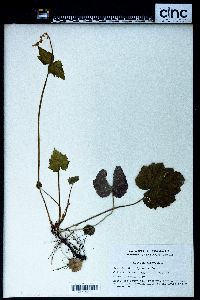 Mitella diphylla image