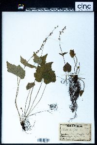 Mitella diphylla image
