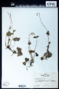 Image Associated With the Occurence
