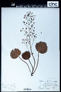 Saxifraga stolonifera image