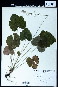 Heuchera americana image