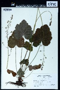 Heuchera americana image