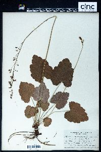 Heuchera americana image