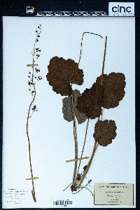 Heuchera americana image