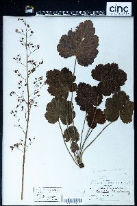 Heuchera americana image