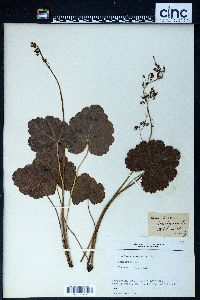 Heuchera americana image