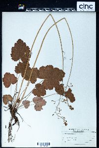 Heuchera americana image