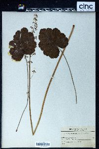 Heuchera americana image