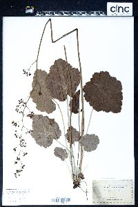 Heuchera americana image