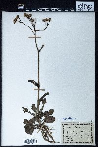 Packera obovata image