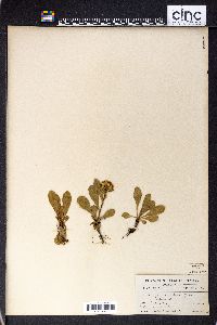 Solidago simplex subsp. simplex image