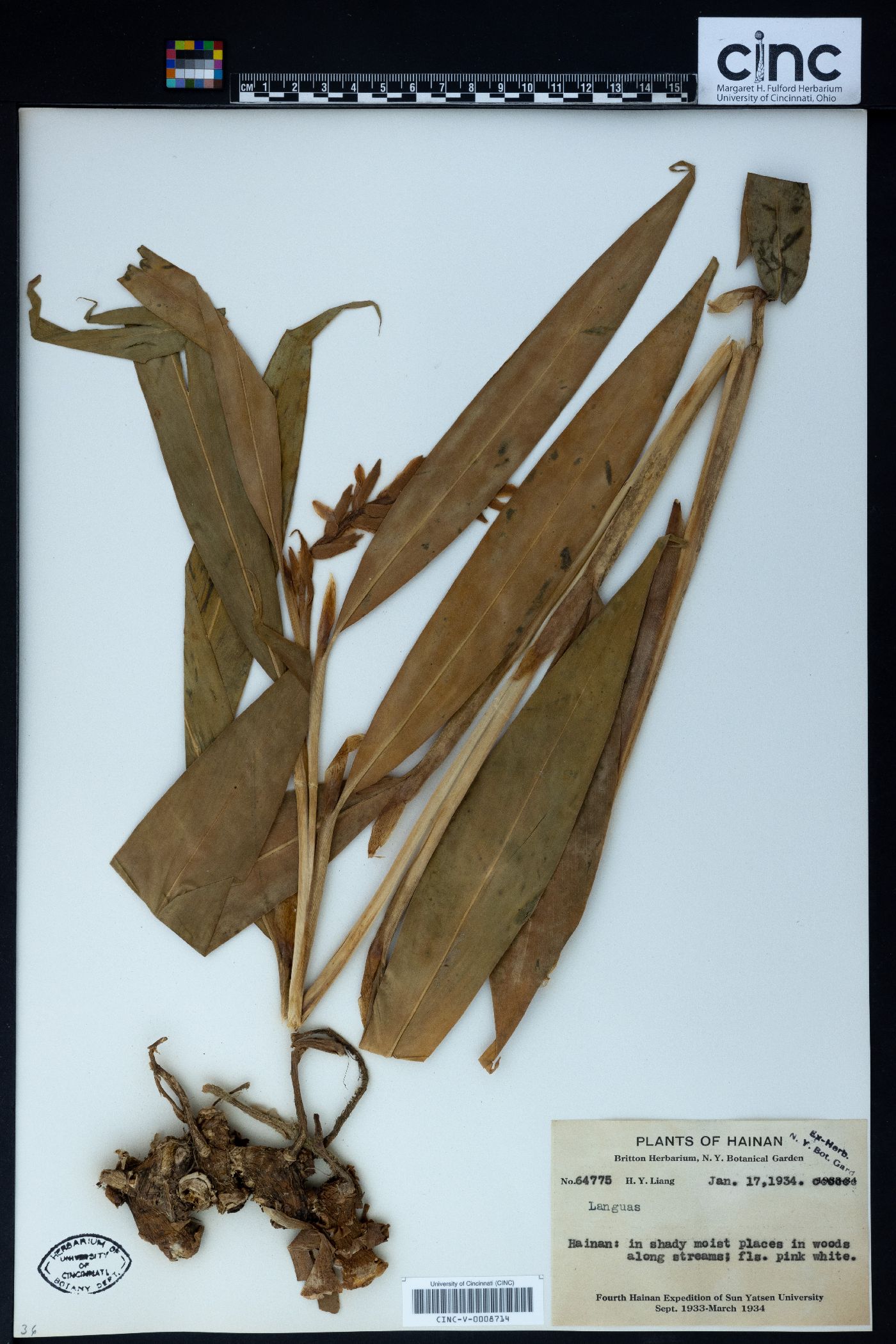 Languas image