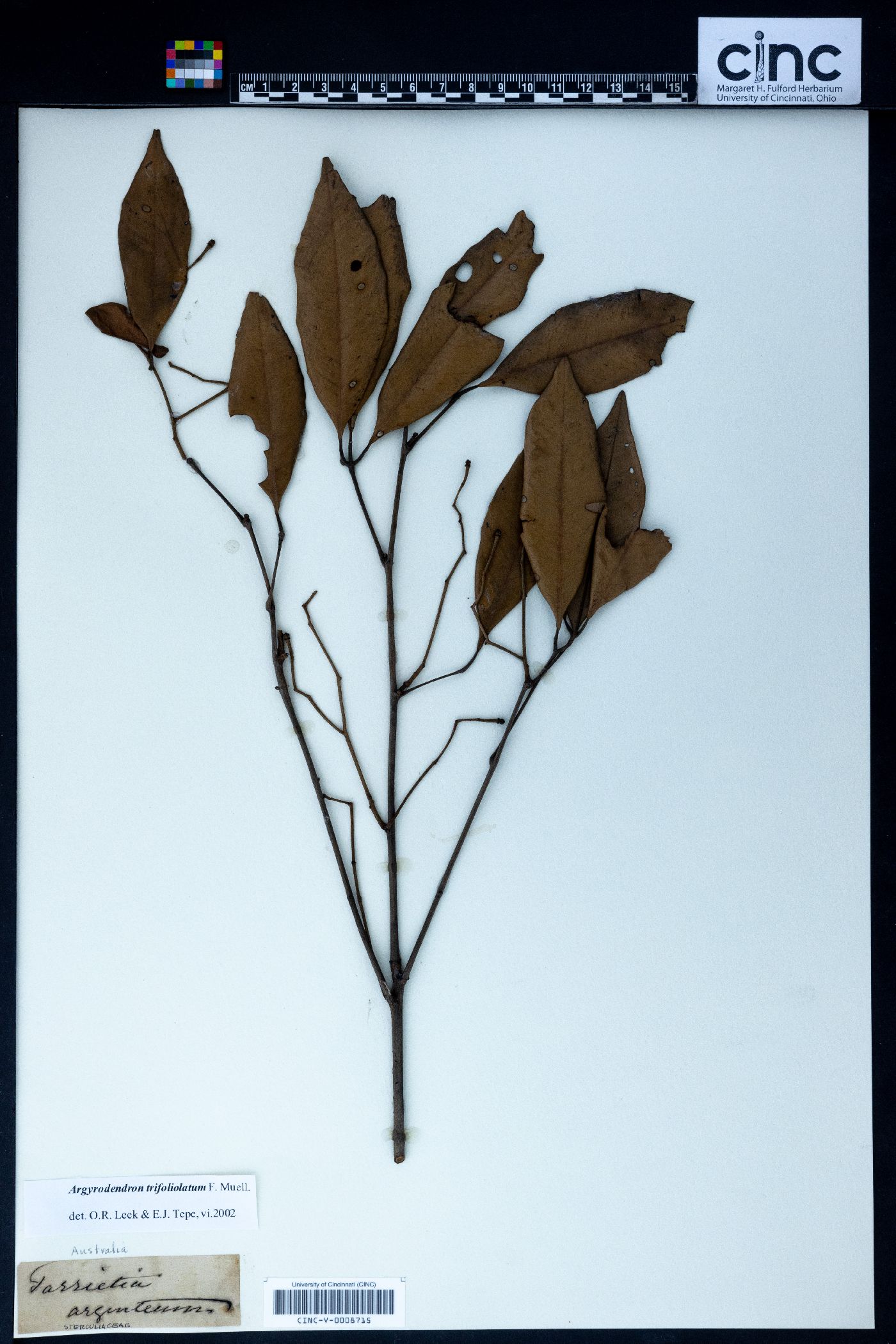 Argyrodendron image