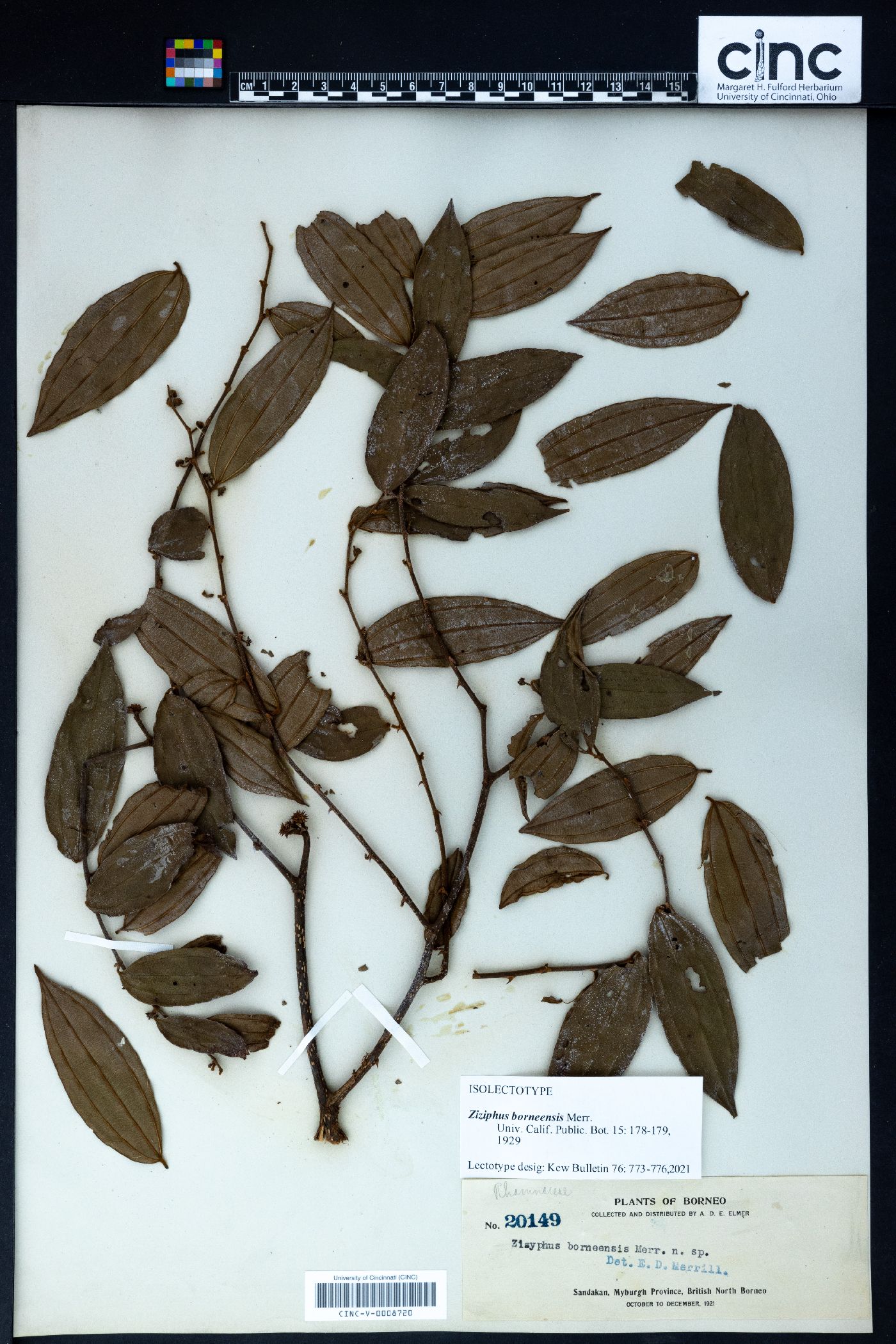 Ziziphus borneensis image