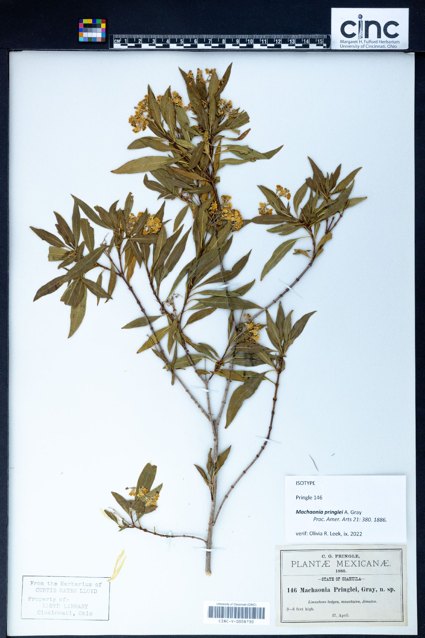 Machaonia pringlei image