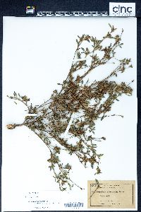 Stylosanthes prostrata image