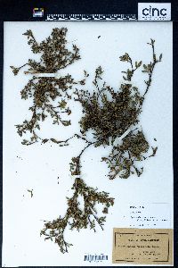 Stylosanthes prostrata image