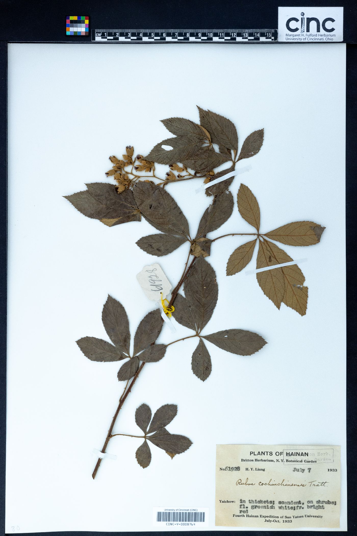 Rubus cochinchinensis image