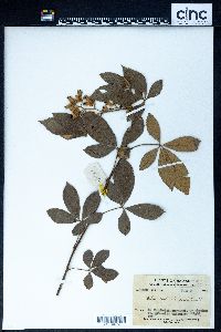 Rubus cochinchinensis image