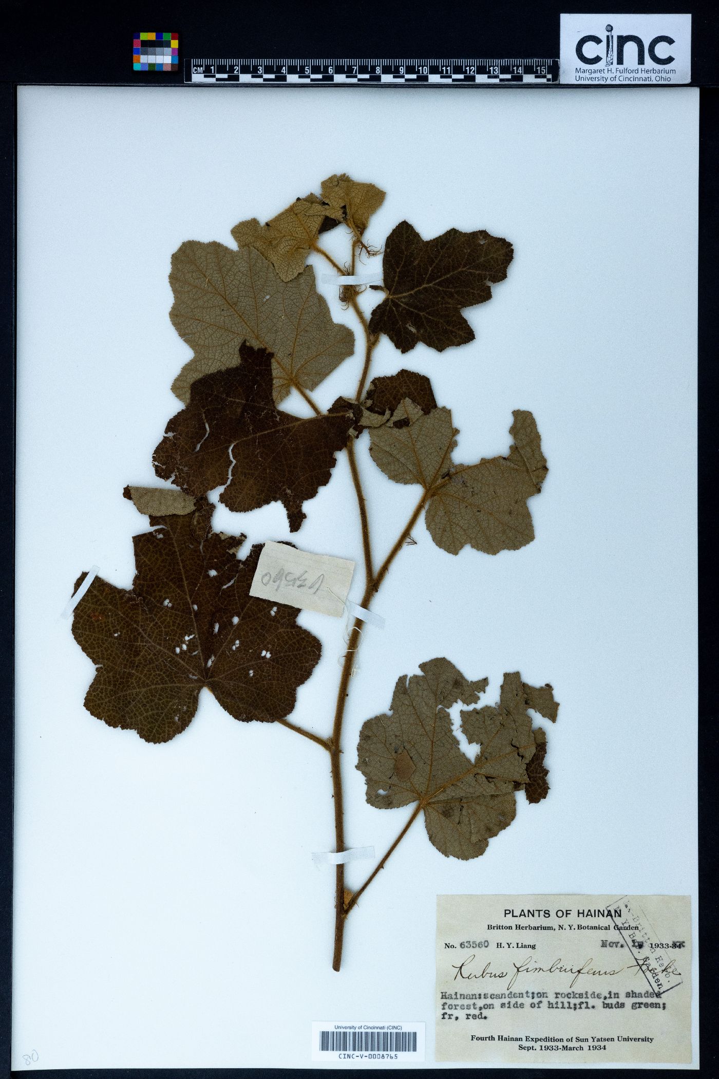 Rubus alceifolius image