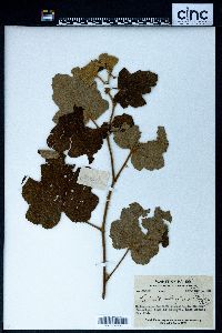 Image of Rubus alceifolius