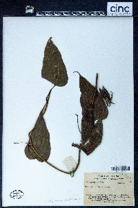 Stemona tuberosa image