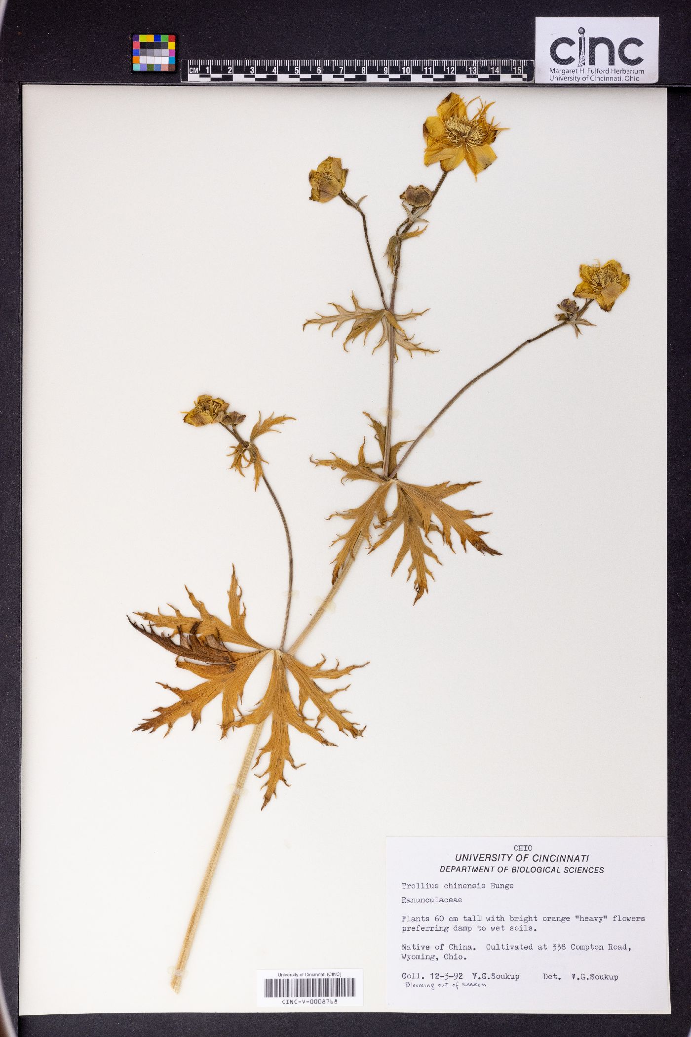 Trollius chinensis image