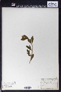 Reseda odorata image