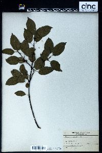 Rhamnus cathartica image