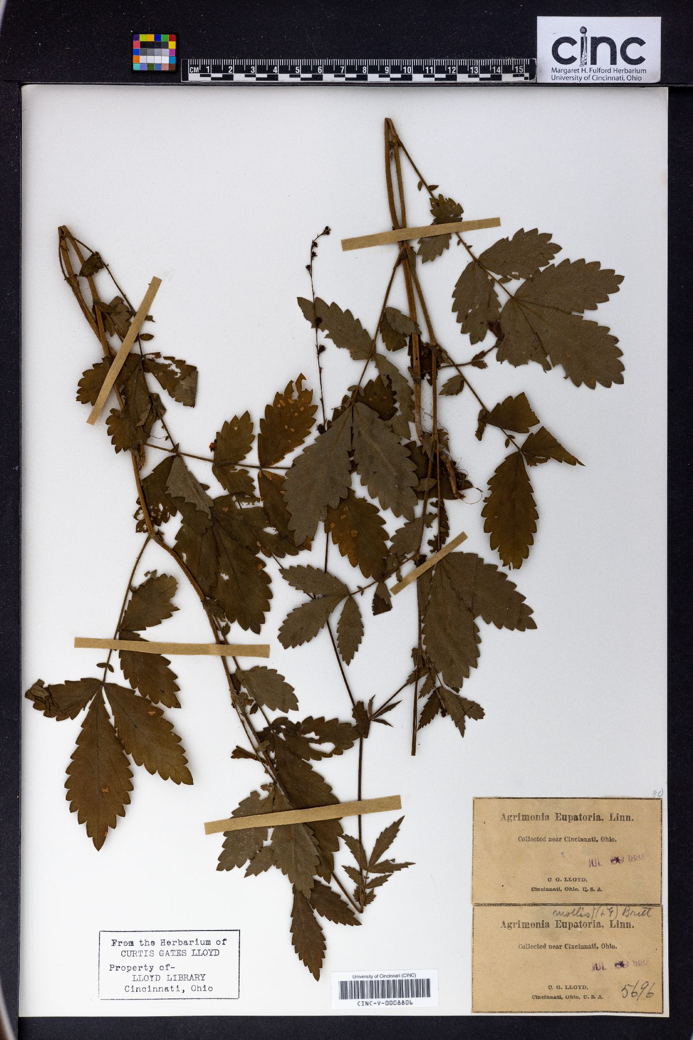 Agrimonia eupatoria image