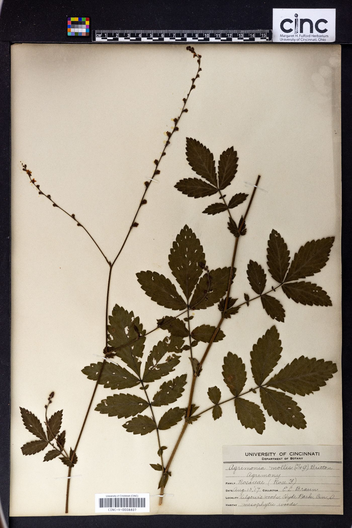 Agrimonia eupatoria image