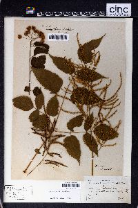 Aruncus dioicus image