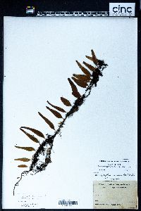 Lemmaphyllum accedens image