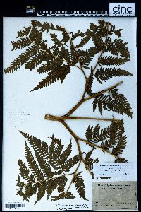 Pteris tripartita image