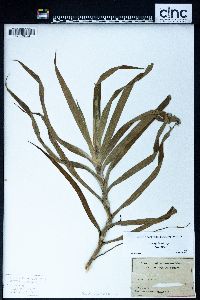 Freycinetia hombronii image