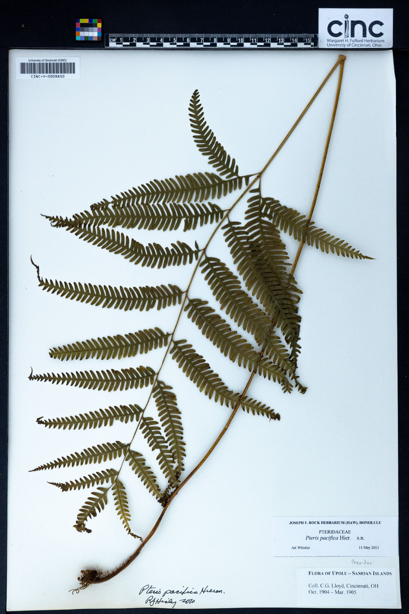 Pteris pacifica image
