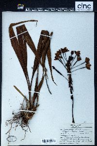 Spathoglottis plicata image